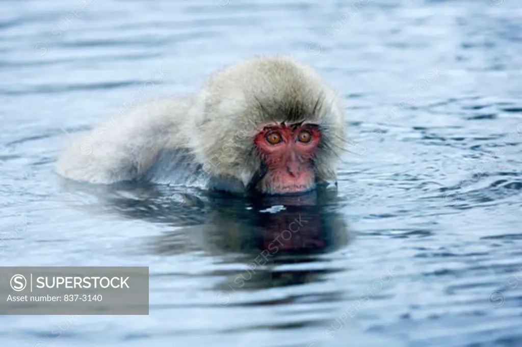Japanese Macaque in a lake (Macaca fuscata)