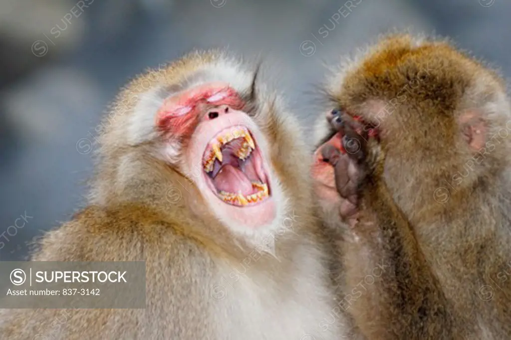 Close-up of two Japanese Macaques (Macaca fuscata)