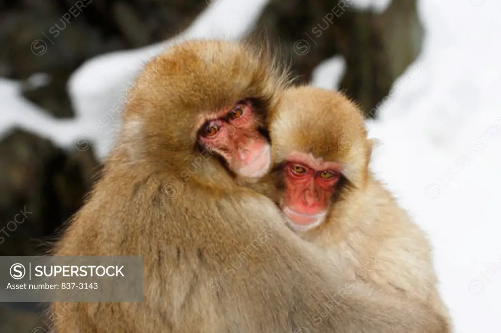 Close-up of a Japanese Macaque with its young one (Macaca fuscata)