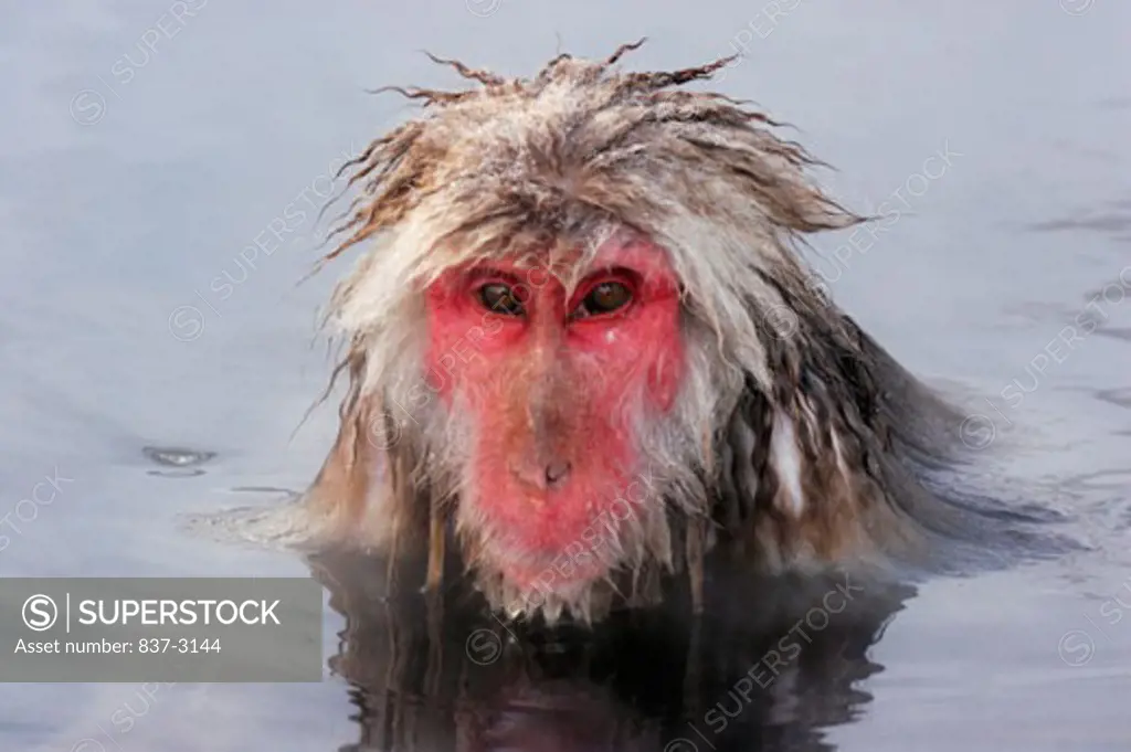 Close-up of a Japanese Macaque in a lake (Macaca fuscata)