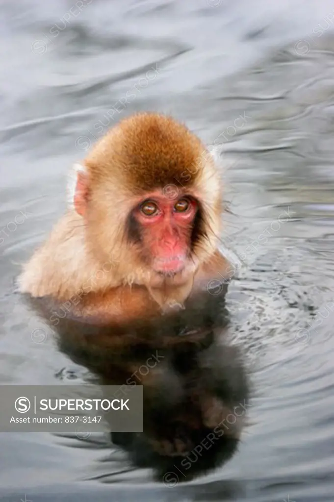 High angle view of a Japanese Macaque in a lake (Macaca fuscata)