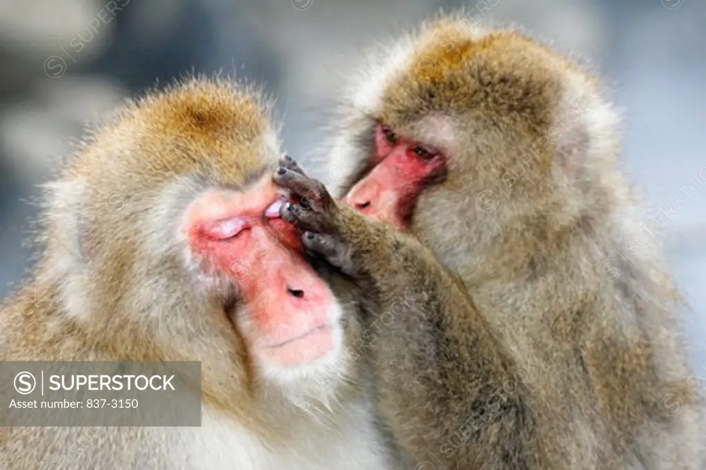 Close-up of a Japanese Macaque grooming another Japanese Macaque (Macaca fuscata)