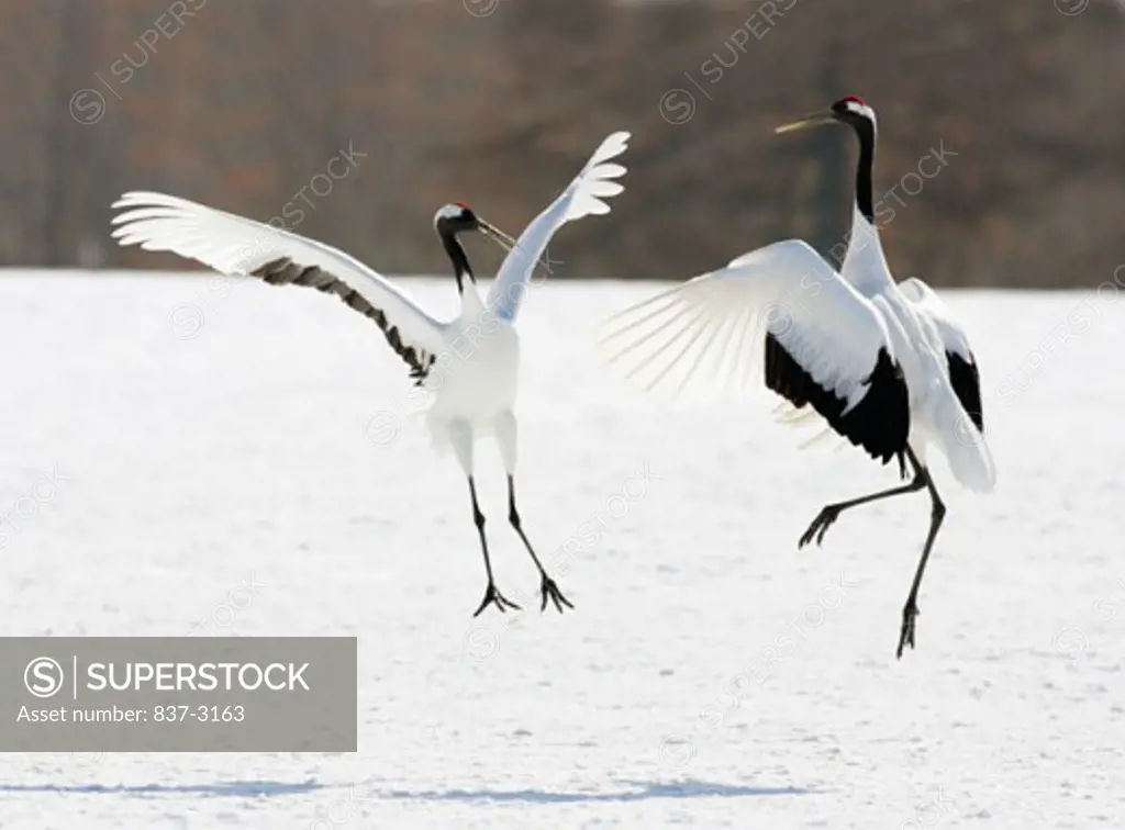 Close-up of two Red-crowned Cranes(Grus japonensis)