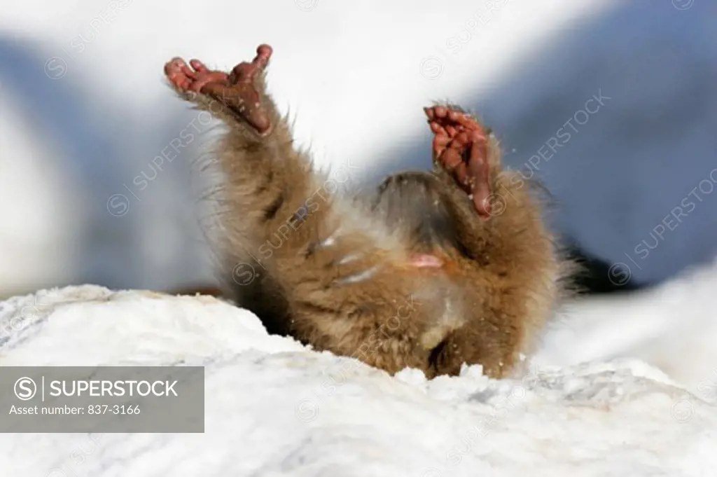 Close-up of a Japanese Macaque on snow (Macaca fuscata)