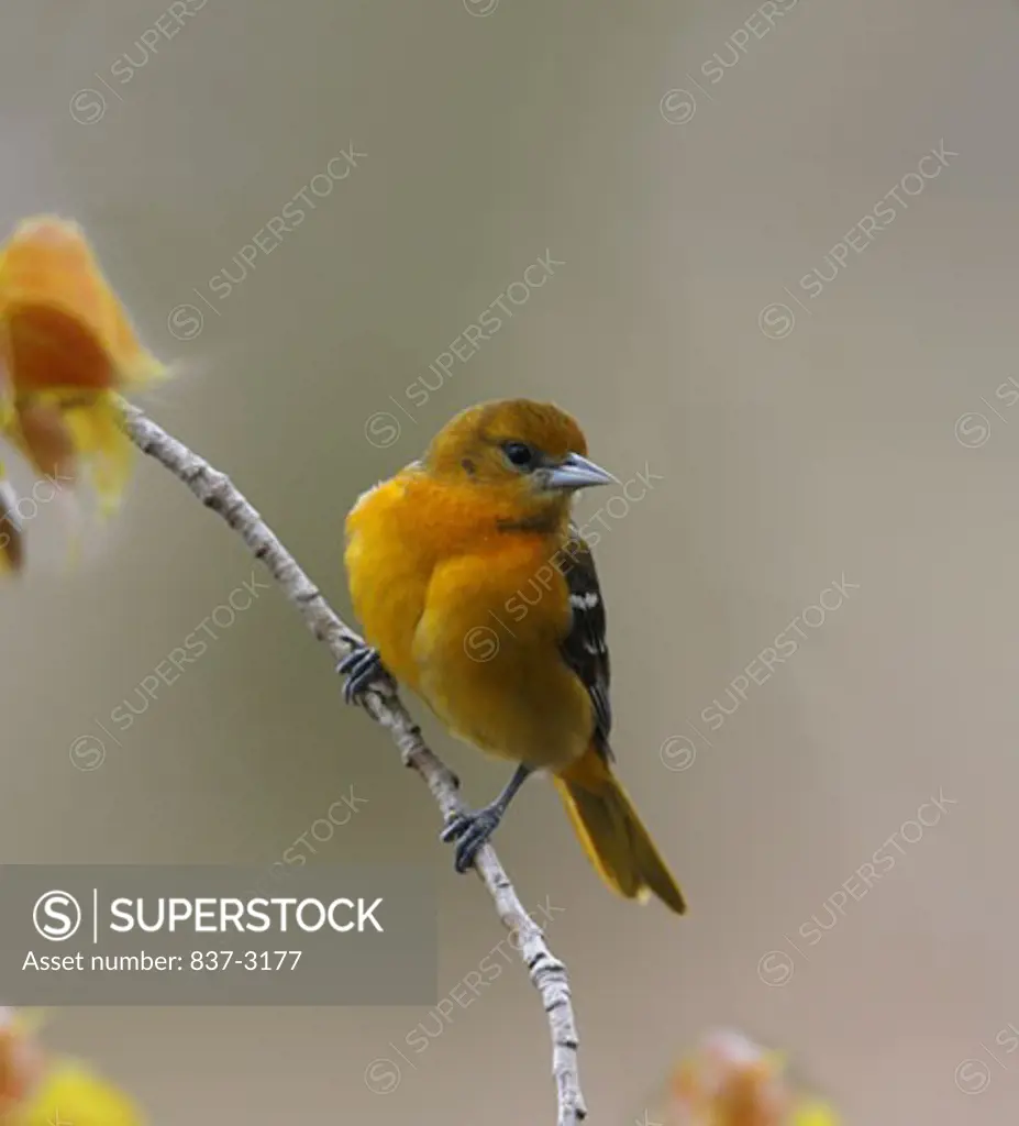 Close-up of a female Baltimore Oriole perching on a branch (Icterus galbula)