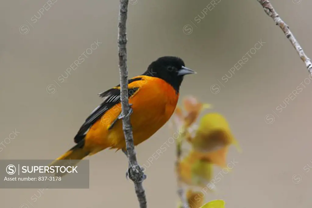 Close-up of a male Baltimore Oriole perching on a branch (Icterus galbula)