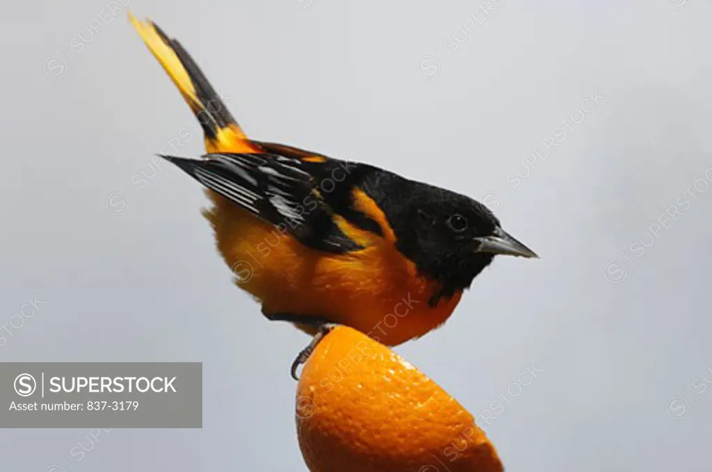 Side profile of a male Baltimore Oriole perching on half of a tangerine (Icterus galbula)