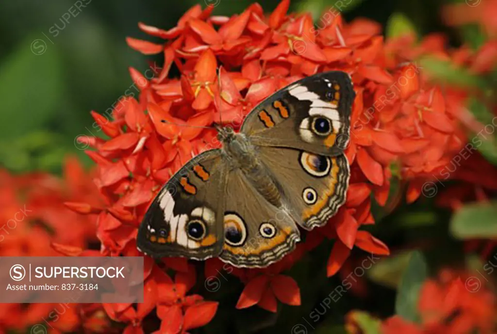 High angle view of a Common Buckeye Butterfly pollinating a flower (Junonia coenia)
