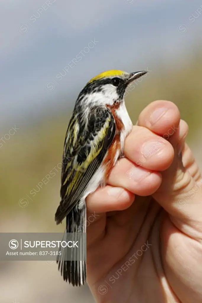 Close-up of a Chestnut-sided Warbler perching on a person's hand (Dendroica pensylvanica)