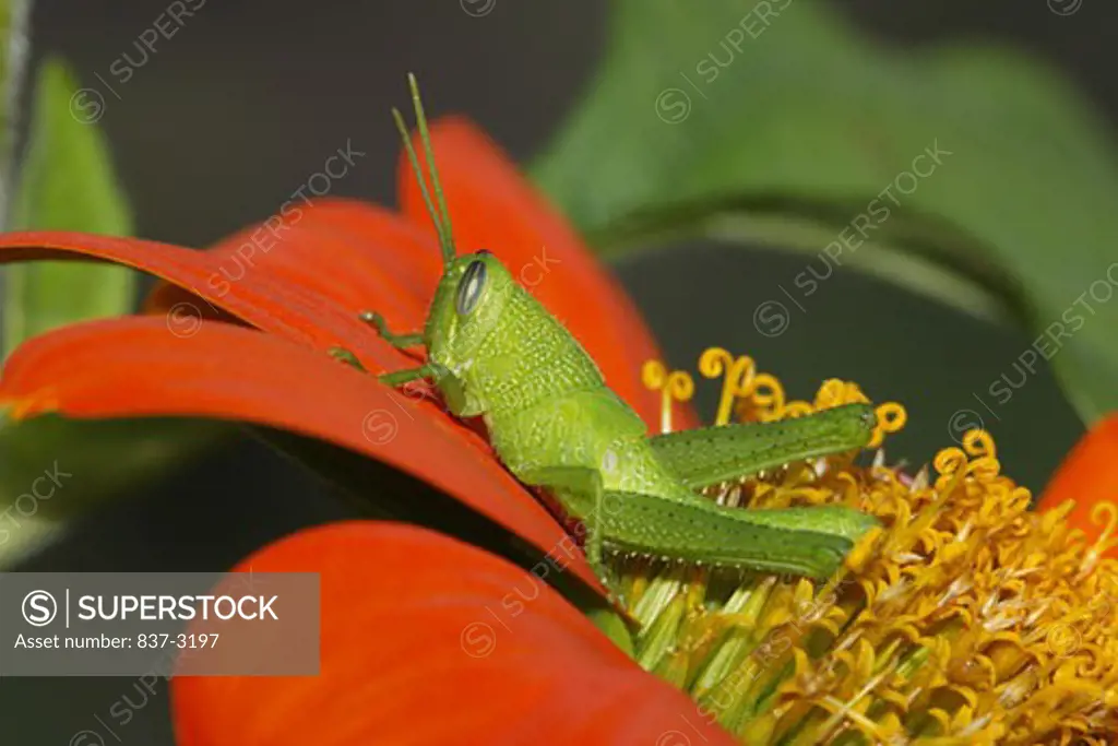 Close-up of a juvenile grasshopper on a flower