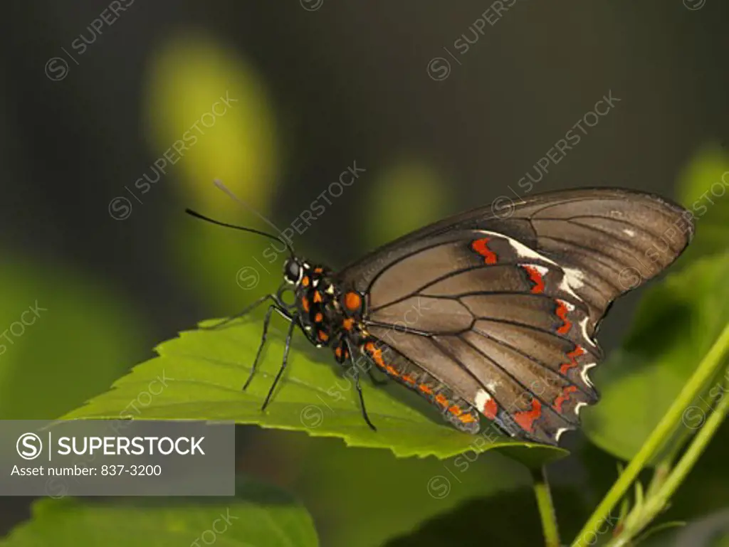 Side profile of a Gold Rim Swallowtail Butterfly on a leaf (Battus polydamas)