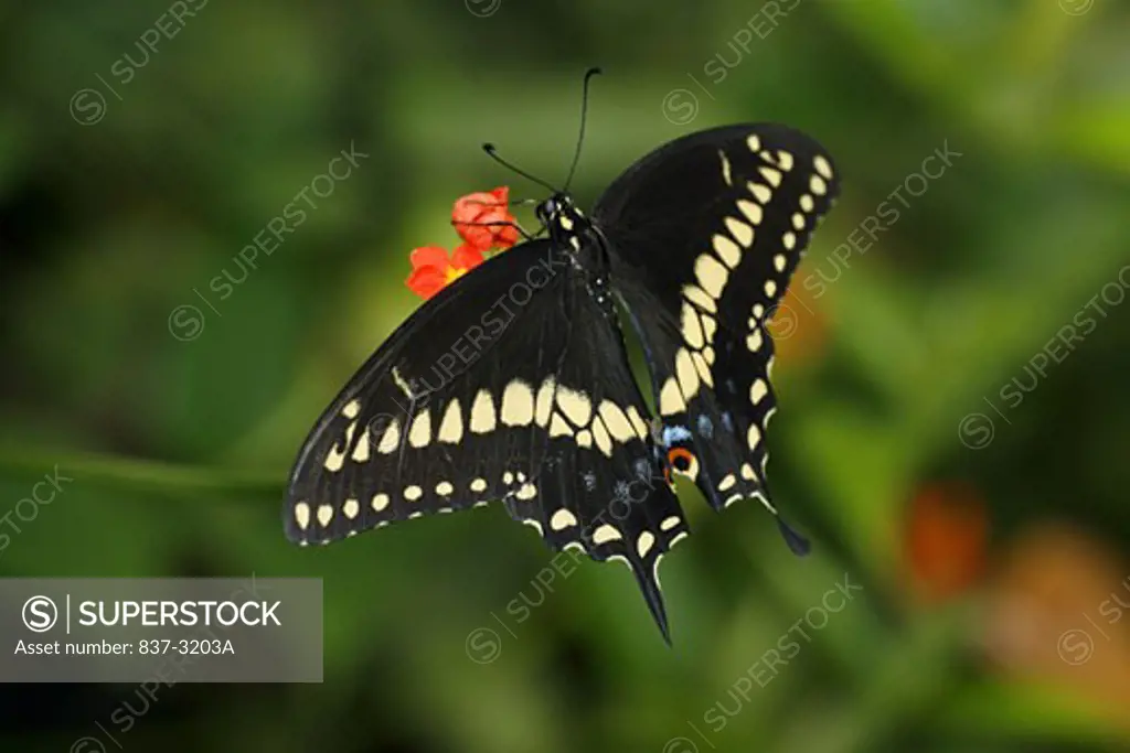 Close-up of a Black Swallowtail Butterfly pollinating a flower (Papilio polyxenes)