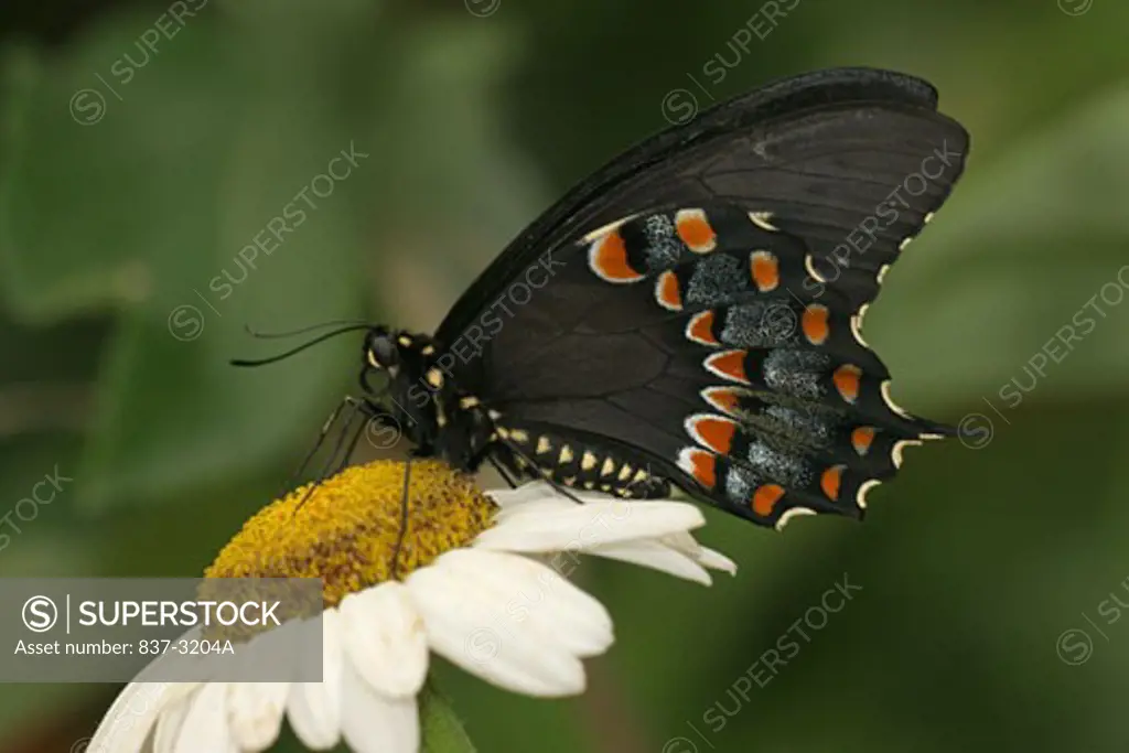 Side profile of a Black Swallowtail Butterfly pollinating a flower (Papilio polyxenes)