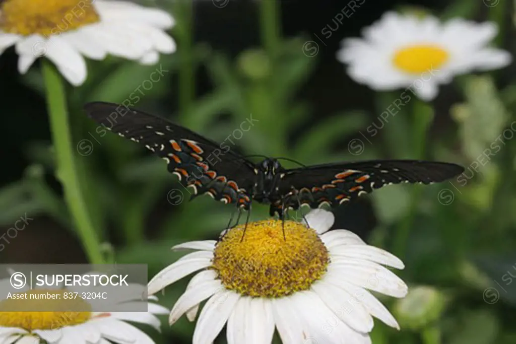 Close-up of a Black Swallowtail Butterfly pollinating a flower (Papilio polyxenes)
