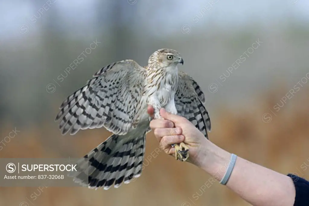 Close-up of a person's hand holding a juvenile Cooper's Hawk by its feet (Accipiter cooperii)
