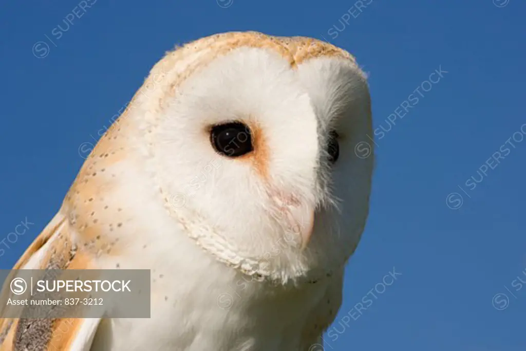Close-up of a Barn owl (Tyto alba)
