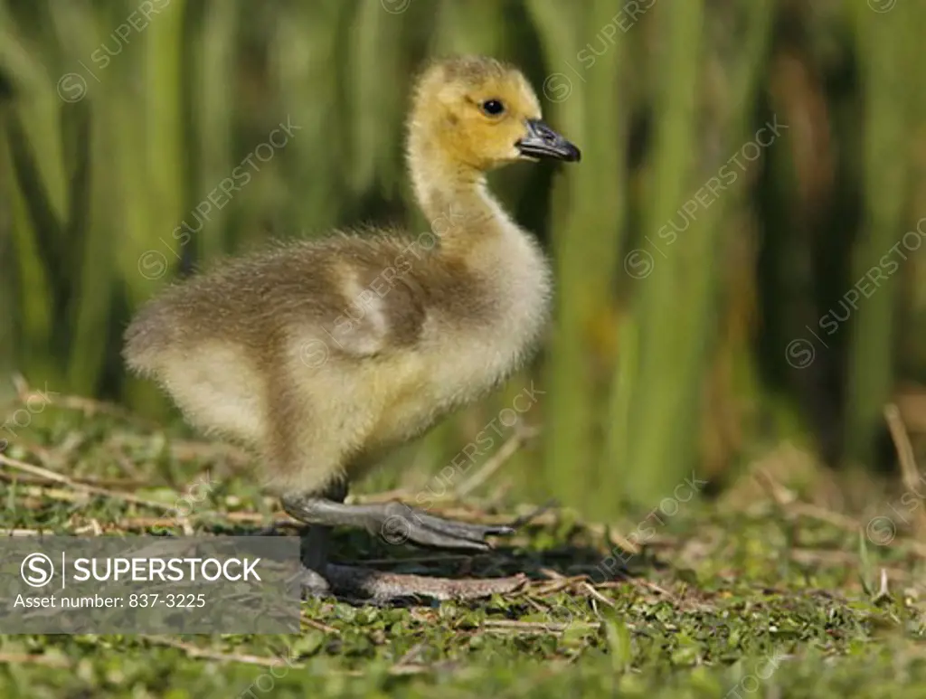 Canada gosling (Branta canadensis) in a forest