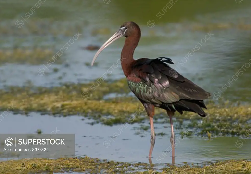 Glossy ibis (Plegadis falcinellus) in a pond