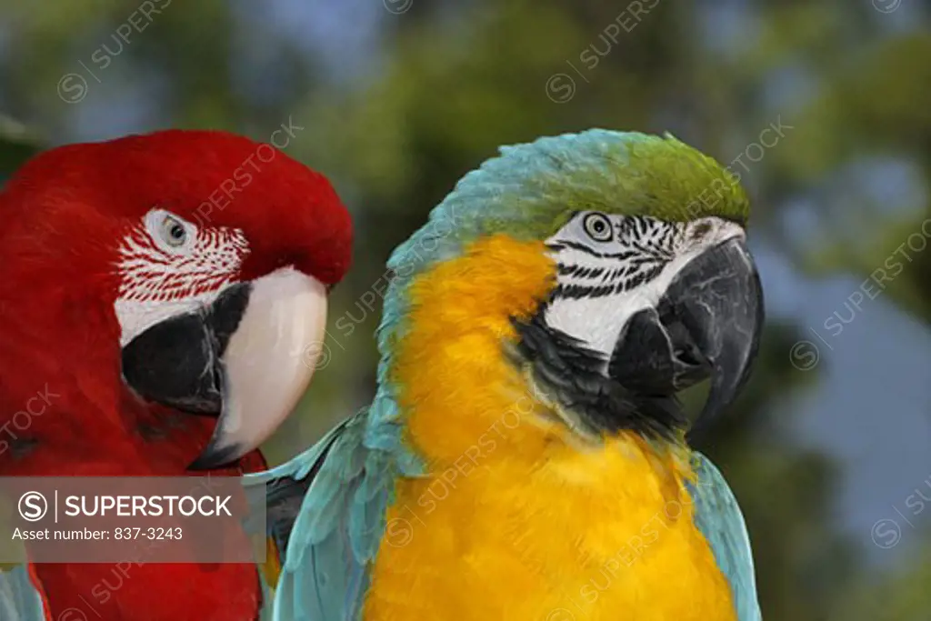 Close-up of a Green-Winged macaw (Ara chloroptera) and a Gold And Blue Macaw (Ara ararauna)