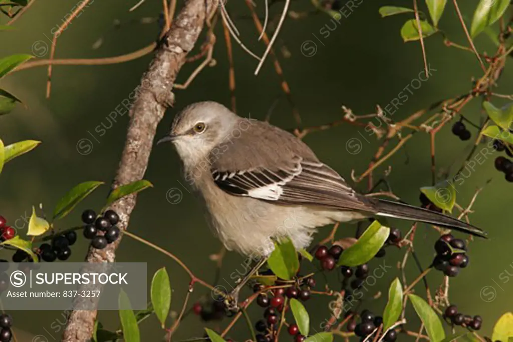Close-up of a Northern mockingbird (Mimus polyglottos) perching on a branch