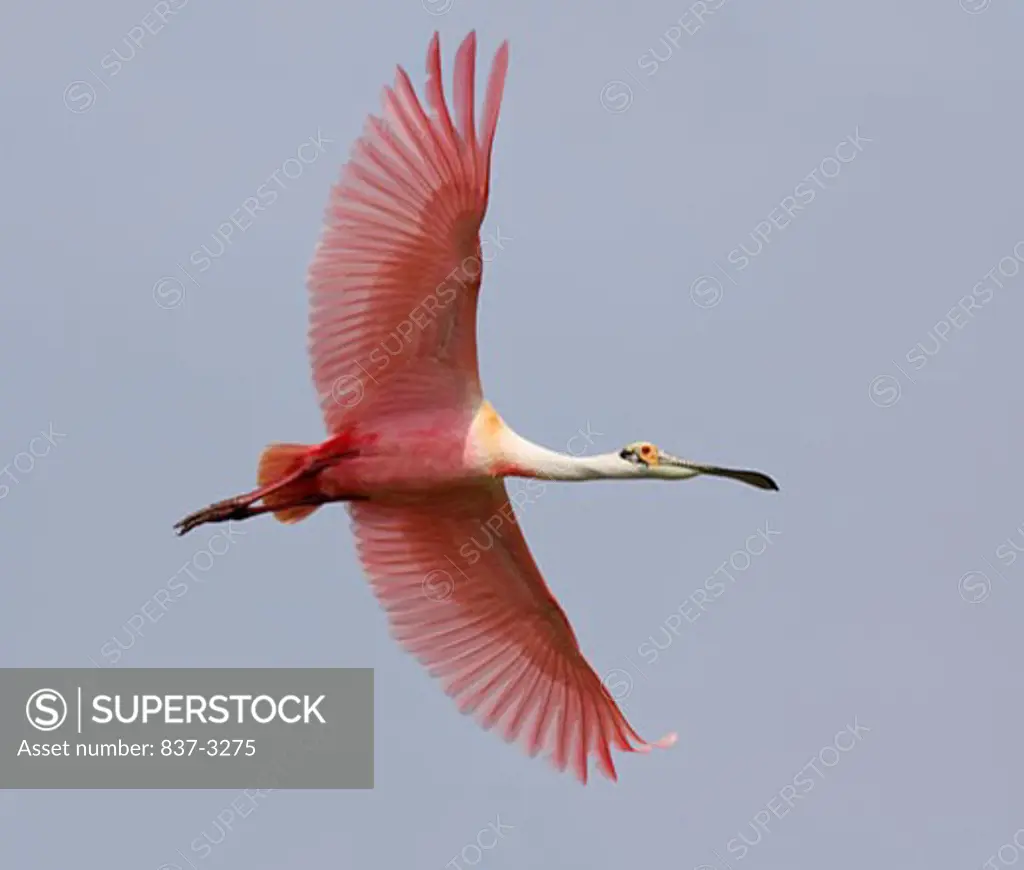 Low angle view of a Roseate spoonbill (Ajaja ajaja) flying in the sky
