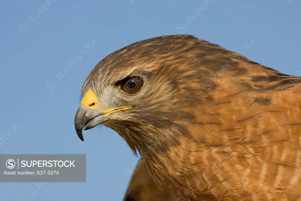 Close-up of a Red-Shouldered hawk (Buteo lineatus)