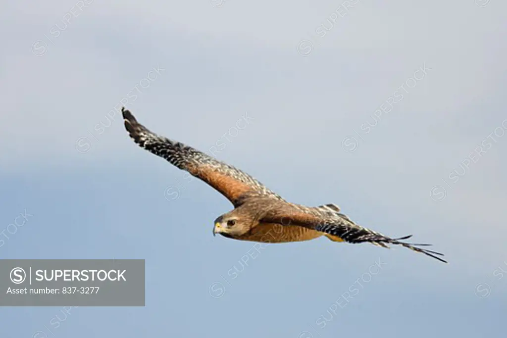 Low angle view of a Red-Shouldered hawk (Buteo lineatus) flying in the sky