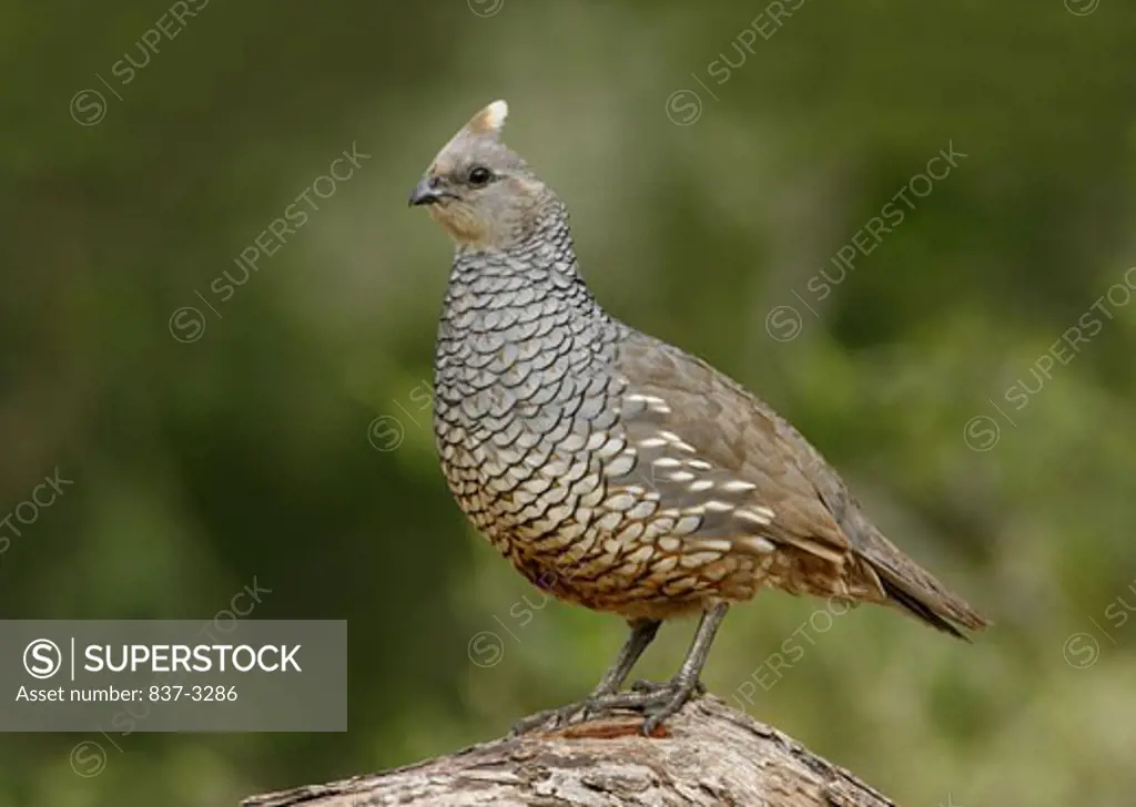 Close-up of a Scaled quail (Callipepla squamata) perching on a branch