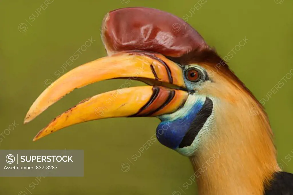 Close-up of a Sulawesi Red-Knobbed hornbill (Aceros cassidix)