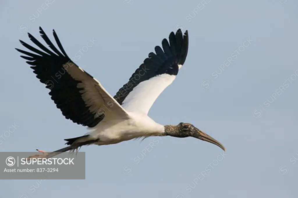 Low angle view of a Wood stork (Mycteria americana) flying in the sky