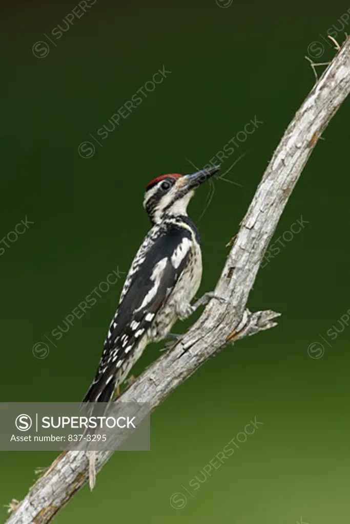 Close-up of a Yellow-Bellied sapsucker (Sphyrapicus varius) perching on a branch
