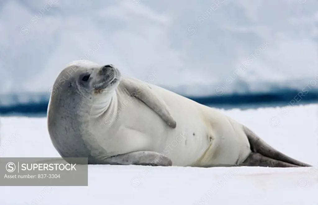 Crabeater seal (Lobodon carcinophagus) lying on ice, Antarctica