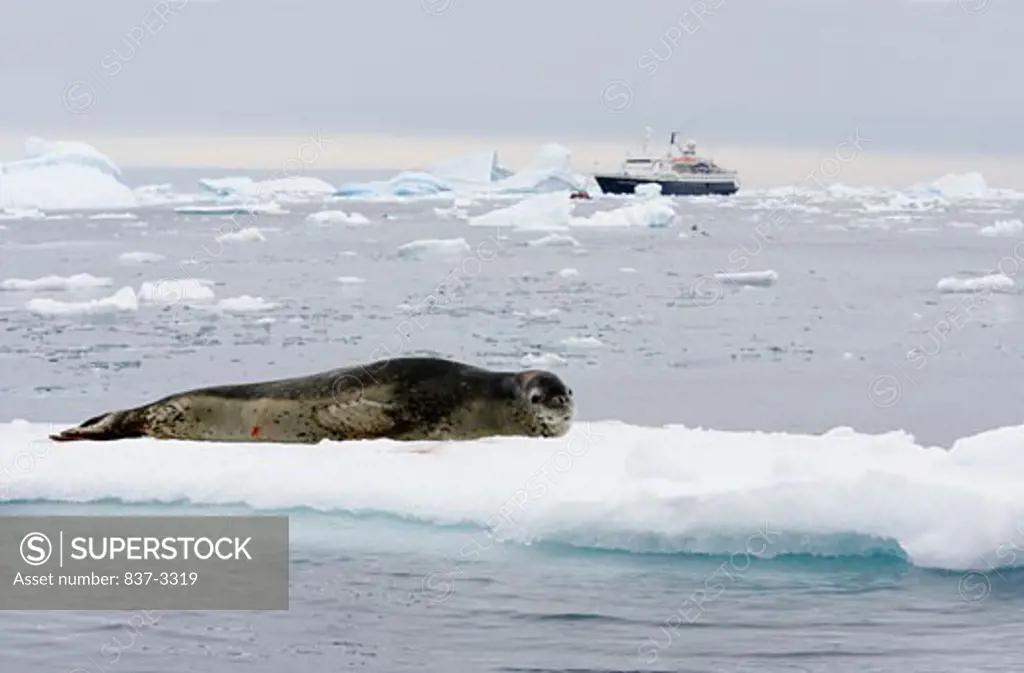 Leopard seal (Hydrurga leptonyx) lying on an ice floe with a ship in the background, Antarctica