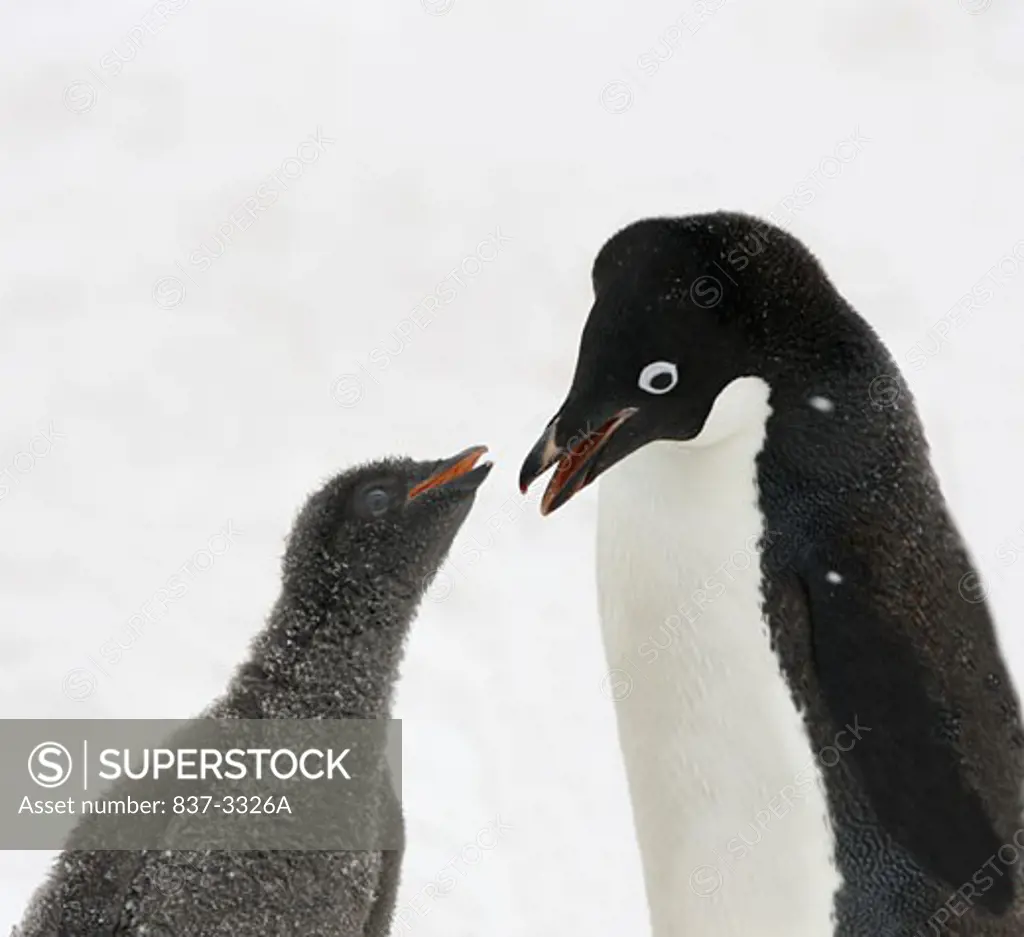 Adelie penguin (Pygoscelis adeliae) feeding its young one, Antarctica