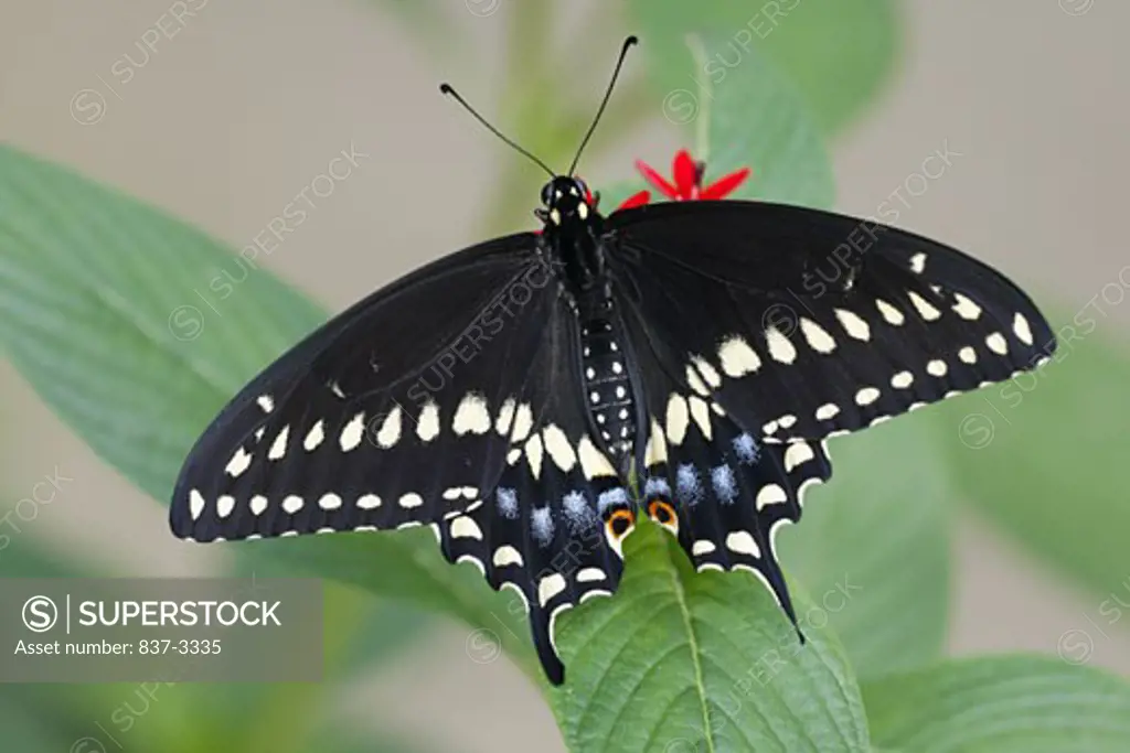 Black Swallowtail butterfly (Papilio polyxenes) pollinating flowers