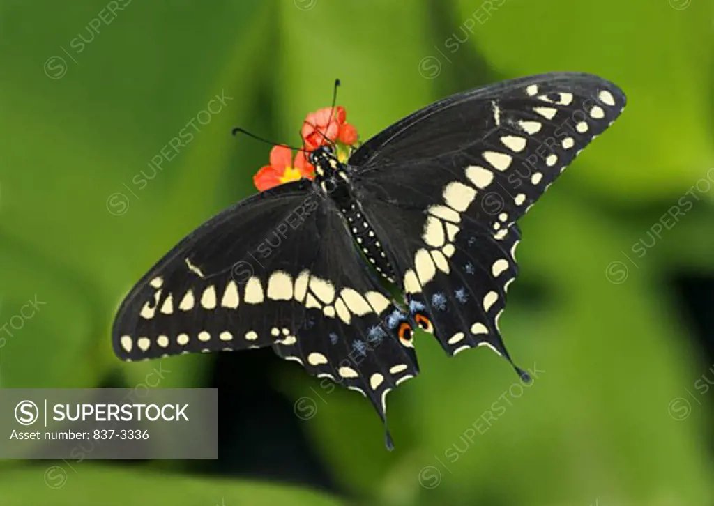 Black Swallowtail butterfly (Papilio polyxenes) pollinating a flower