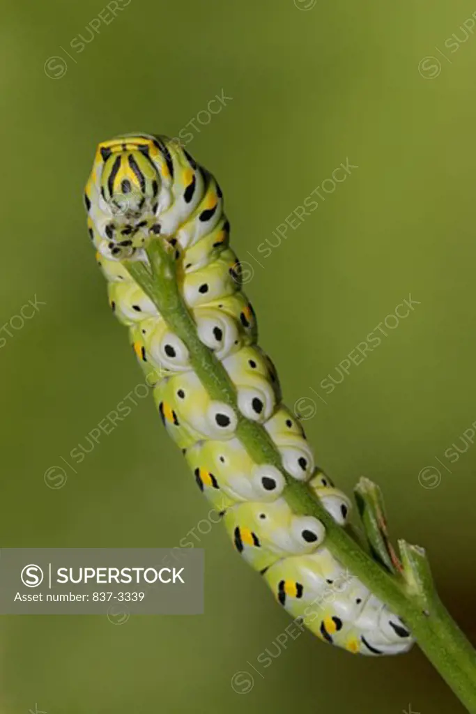 Black Swallowtail caterpillar (Papilio polyxenes) on a branch