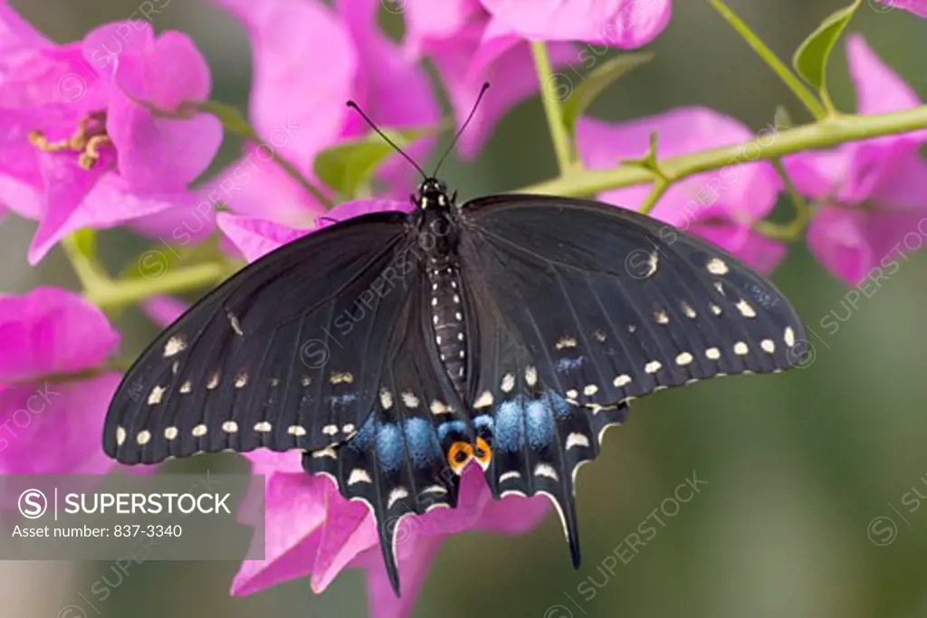 Black Swallowtail butterfly (Papilio polyxenes) pollinating a flower