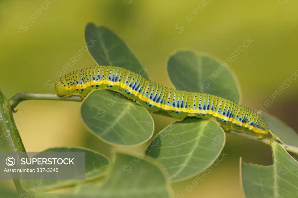 Cloudless Sulphur butterfly (Phoebis sennae) caterpillar on a branch