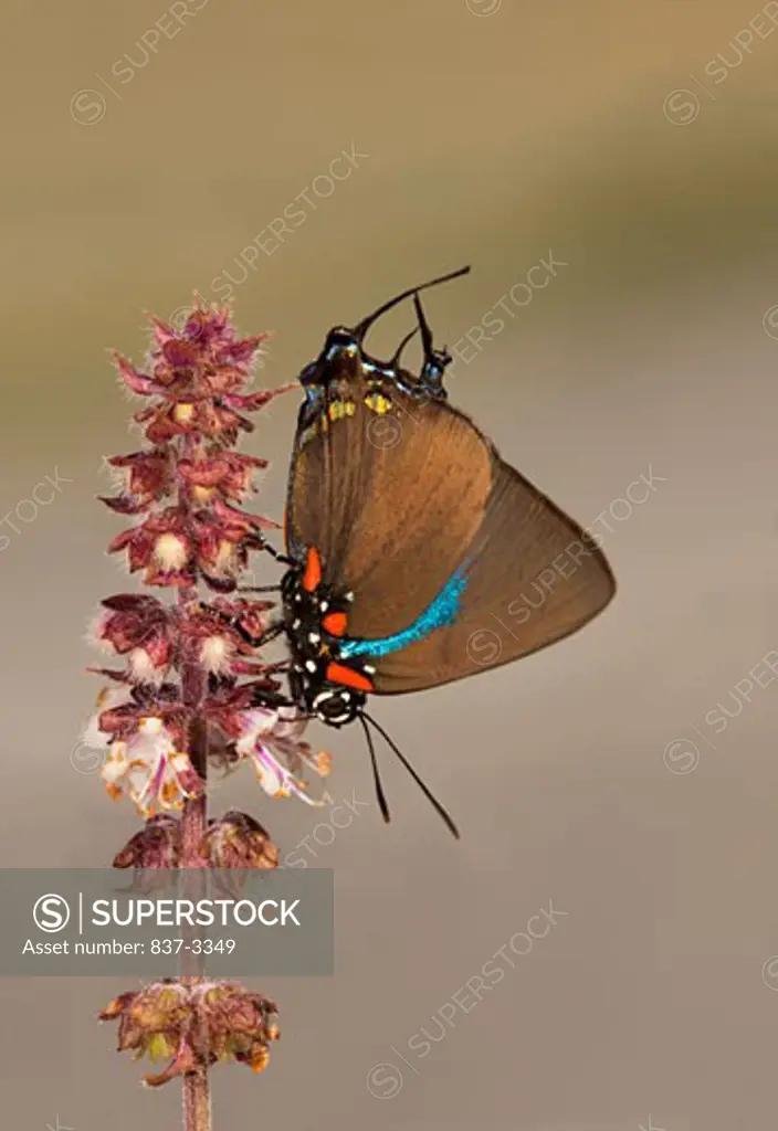 Great Purple Hairstreak butterfly (Atlides halesus) pollinating a flower