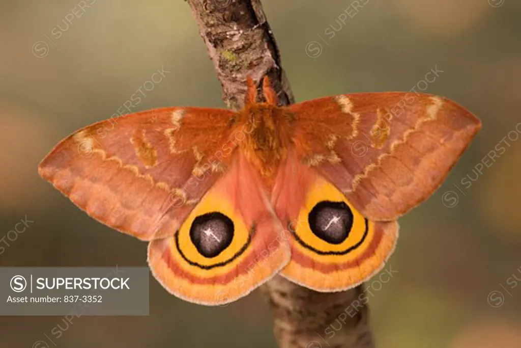 Io moth (Automeris io) on a branch
