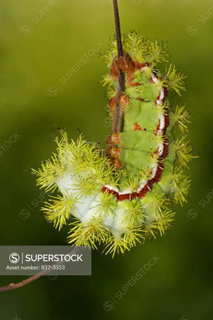 Io moth (Automeris io) caterpillar on a stem