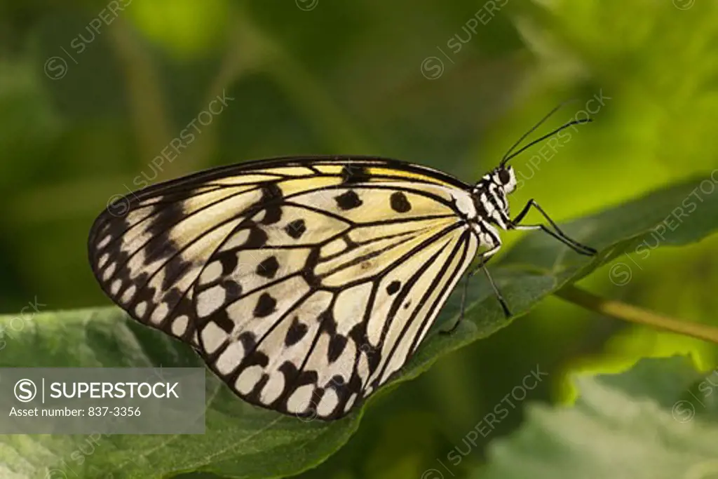 Paper Kite butterfly (Idea leuconoe) on a leaf