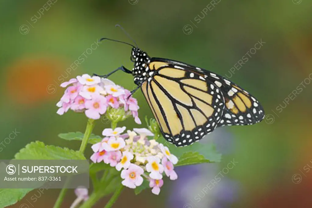 Monarch butterfly (Danaus plexippus) pollinating flowers