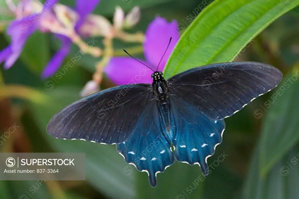 Pipevine Swallowtail butterfly (Battus philenor) pollinating a flower