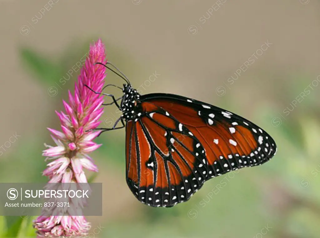 Queen butterfly (Danaus gilippus) pollinating a flower