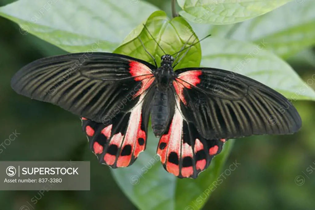 Scarlet Mormon Swallowtail butterfly (Papilio rumanzovia) on a leaf