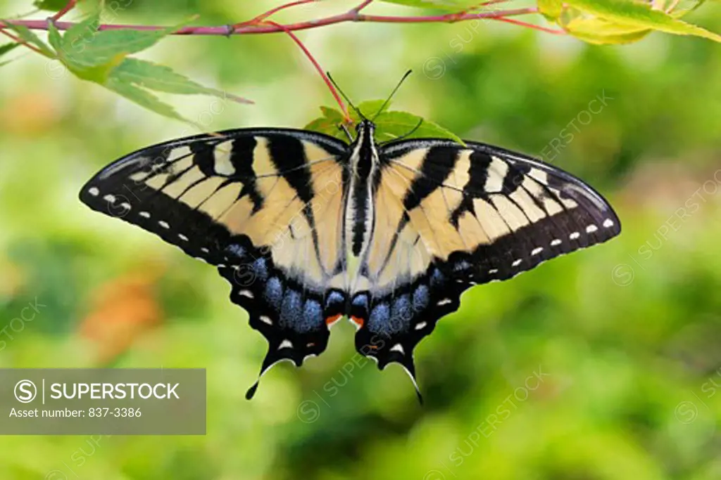 Close-up of an Eastern Tiger Swallowtail butterfly (Papilio glaucus)