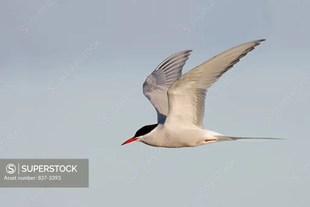 Arctic tern (Sterna paradisaea) in flight