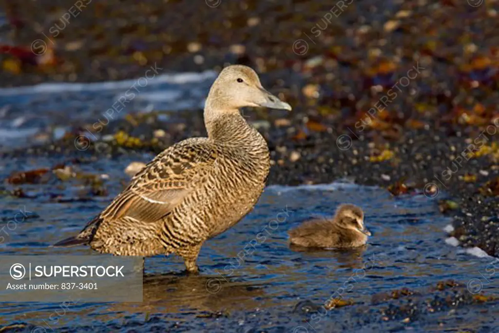 Common eider (Somateria mollissima) with its chick in water